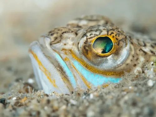 Olympus60mm12.8MACROBLACKM.ZUIKODIGITALEM-M6028LenseMicroFT