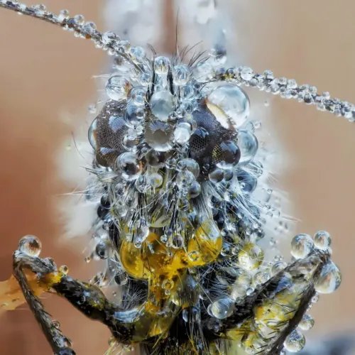 Olympus60mm12.8MACROBLACKM.ZUIKODIGITALEM-M6028LenseMicroFT