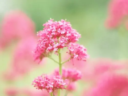 Olympus75mm11.8SILVERM.ZUIKODIGITALET-M7518LenseMicroFT